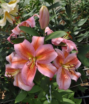 Kon-Tiki (Mak-Leek) — The Lily Garden